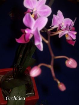 Orchideám 2. virágzása 2