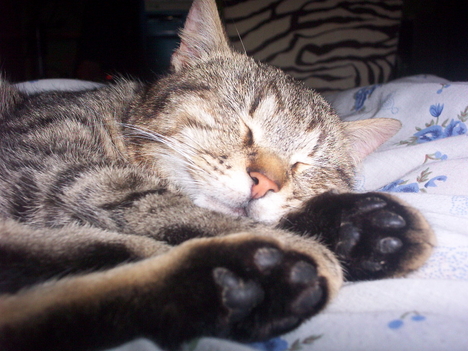 Piszok cica alszik :) Imádom