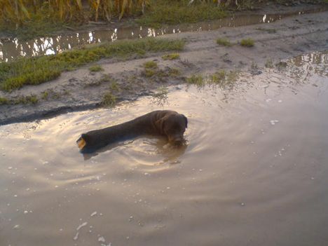 Rottweiler(Dolly)2 (10)