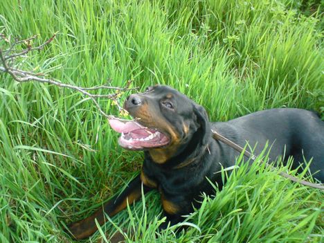 Rottweiler(Dolly)2 (12)