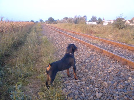 Rottweiler(Dolly)2 (3)