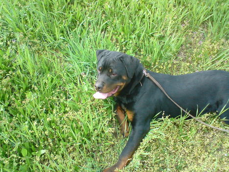 Rottweiler(Dolly)2 (5)