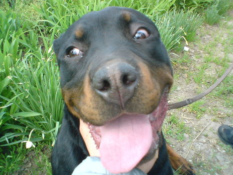 Rottweiler(Dolly)2 (6)