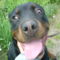 Rottweiler(Dolly)2 (6)