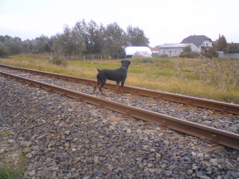 Rottweiler(Dolly)2 (7)