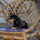 Vacakom_leskelodek_mindig_kell_parna_legyne_a_popsija_alatt_d__13480_263035_t