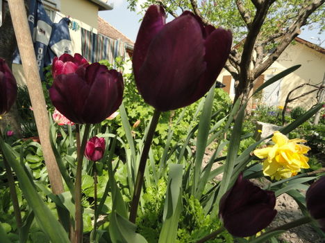 virág 10,; Tulipa  Negrita