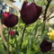 virág 10,; Tulipa  Negrita