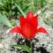 virág 10, Tulipán