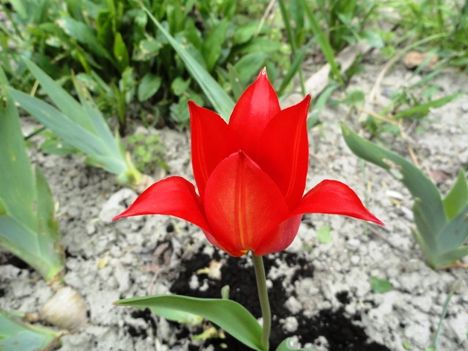 virág 10; Tulips Bastone