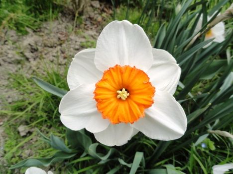 virág 11; Narcissus Large Cupped Prof. Einstein