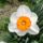 Virag_11_narcissus_large_cupped_prof_einstein_1300466_6282_t