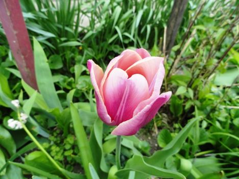 virág 12; Tulipa Bodyguard ; Tulipán