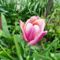 virág 12; Tulipa Bodyguard ; Tulipán