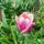 Virag_12_tulipa_bodyguard__tulipan_1300482_9193_t