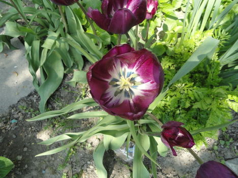 virág 12, Tulpen Triumph Recreado