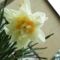 virág 13; Narcissua Double Ice King