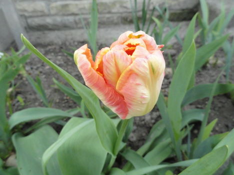 virág 13; Tulpen Papagei Parrot