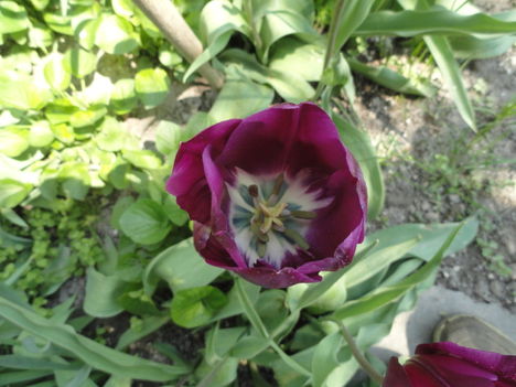 virág 13,Tulpen Triumph Recreado