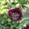 virág 13,Tulpen Triumph Recreado