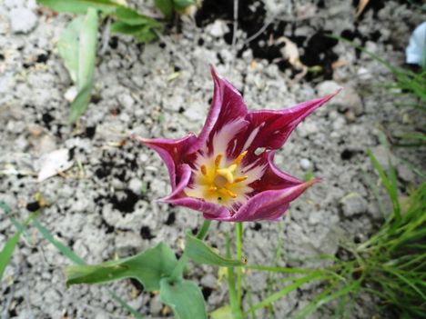 virág 14 ; Tulipa Darwin