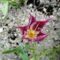 virág 14 ; Tulipa Darwin