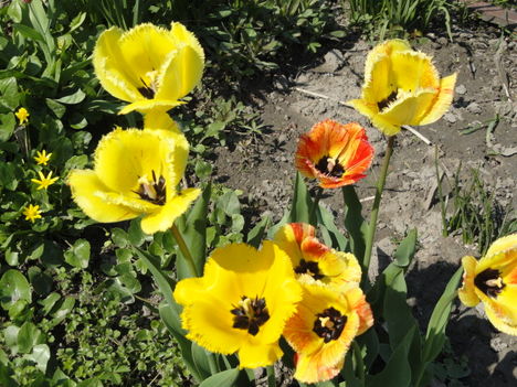 virág 14,,  Tulpen Crispa