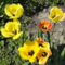 virág 14,,  Tulpen Crispa