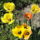 Virag_14__tulpen_crispa_1300499_7602_t