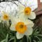 virág 15, ; Narcissus Flower Record
