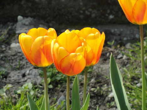 virág 15 ; Tulipán