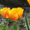 virág 15 ; Tulipán