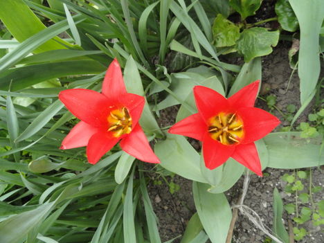 virág 15,Tulipán