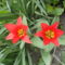 virág 15,Tulipán