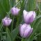 virág 1, Tulipa Skagitn  Valley