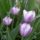 Virag_1_tulipa_skagitn__valley_1300449_6562_t