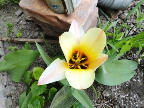 virág 2;  Tulipán