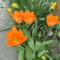 virág 2, Tulipa  Fosterana Orange Emperor