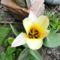 virág 2, Tulipán