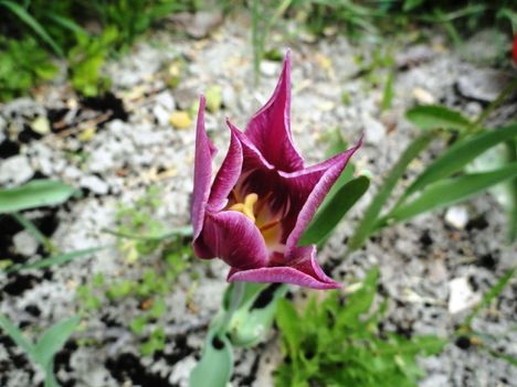 virág 4, Tulipa Darwin