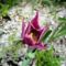 virág 4, Tulipa Darwin