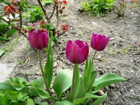 virág 4; Tulipa Negrita