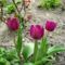 virág 4; Tulipa Negrita