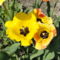 virág 4; Tulpen Crispa