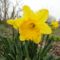 virág 5; Narcissus