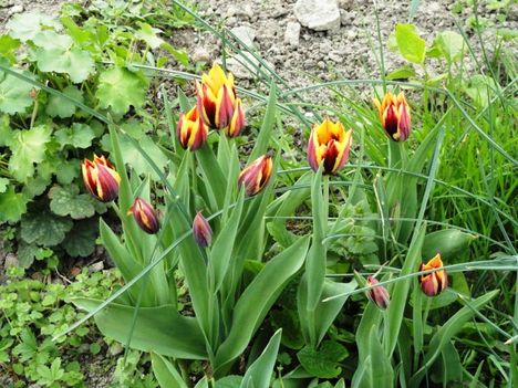virág 5, Tulipa Triumph Gavota
