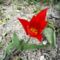 virág 5; Tulipán
