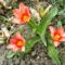 virág 6, botanikai tulipán