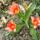 Virag_6_botanikai_tulipan_1300454_4611_t