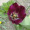 virág 6; Tulipa Darwin Queen of Night
